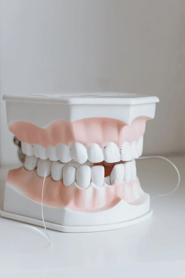 image showing a dental model